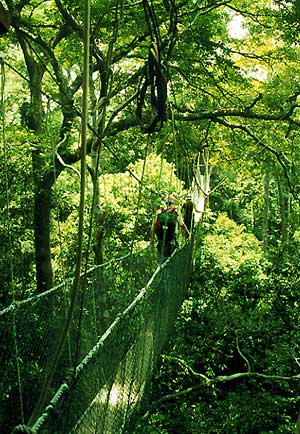 canopywalkway.jpg